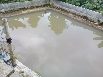 ikan lele