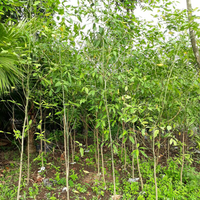jual pohon tanjung