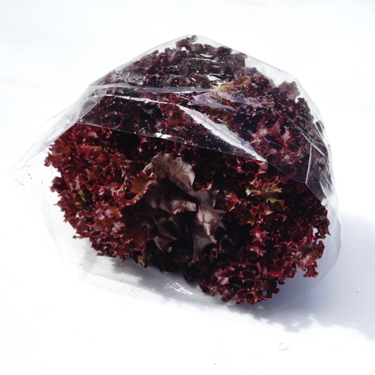 Selada Merah Keriting Hidroponik Sayur Segar