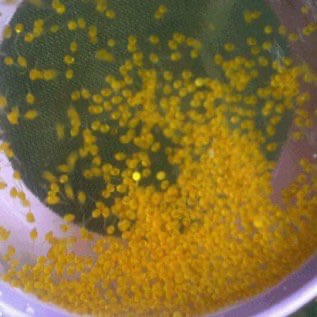 Telur, Benih / Bibit Ikan Gurame