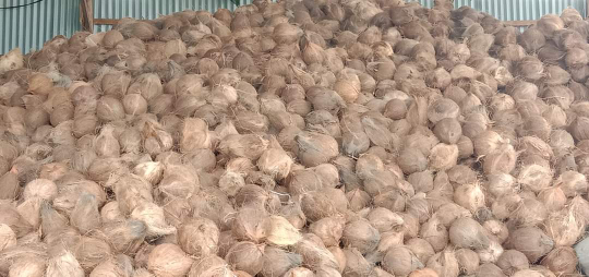 kelapa botak