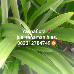 jual bakung air mancur 