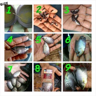 Jual bibit Gurame berGARANSI