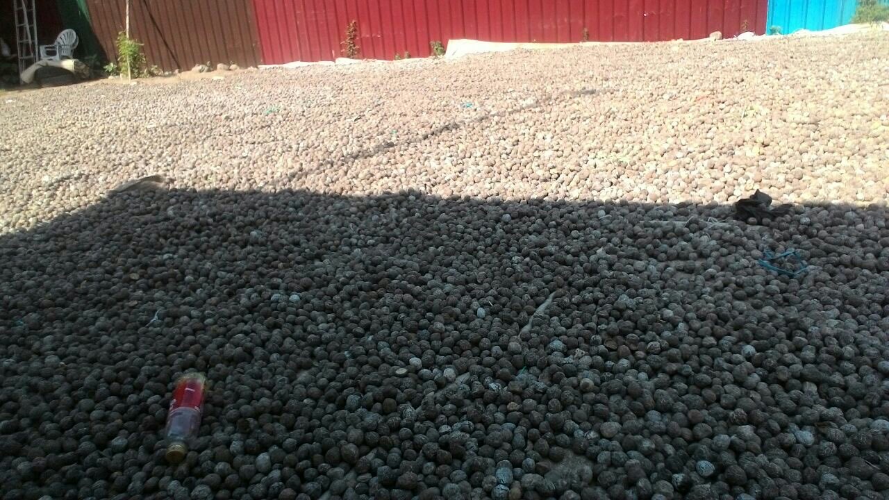 jual kemiri pecah 2 dan utuh