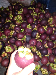 buah manggis lezat dan segar