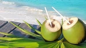 Jual Kelapa Muda