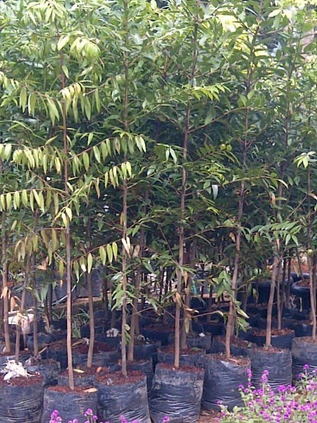 jual pohon damar