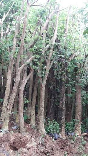 jual pohon trembesi 