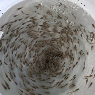 Bibit Kerapu Cantang ukuran 3-10cm (kualitas terjamin)
