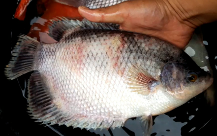 Ikan Gurame Konsumsi