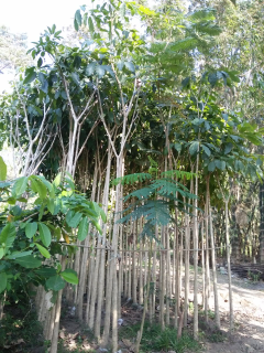 jual pohon bakung sintung 