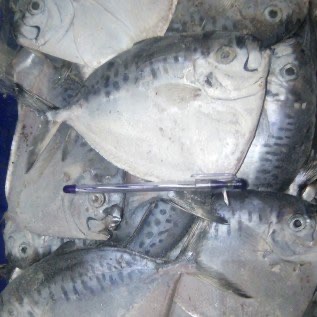 MOON FISH / SEMAR