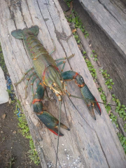 Lat ( Lobster Air Tawar )