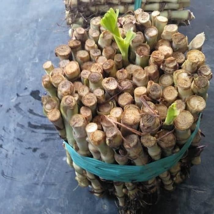 Bibit Tanaman Kolonjono Rumput Gajah