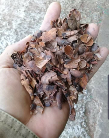 Kulit Coklat / kulit kakao