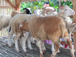 Jual Kambing