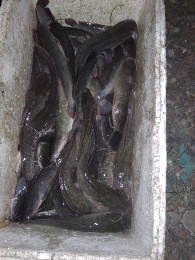 Jual lele konsumsi