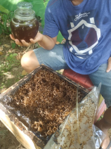 Madu Kelulu Trigona