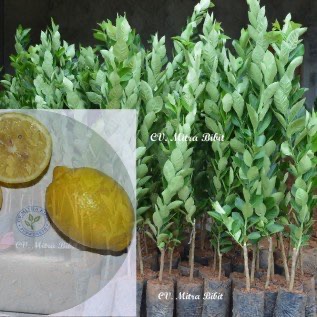 Bibit Jeruk Lemon Impor uk 50cm Kualitas hasil Okulasi