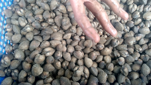 Jual Kerang Dara