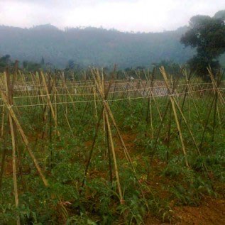 DIJUAL TANAH COCOK UNTUK PETERNAKAN / PERTANIAN