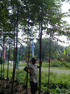 Jual pohon eucalyptus /