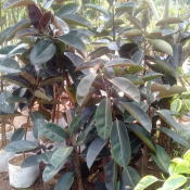 jual pohon karet kebo /