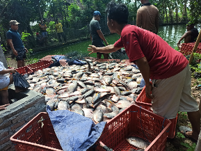 IKAN GURAME