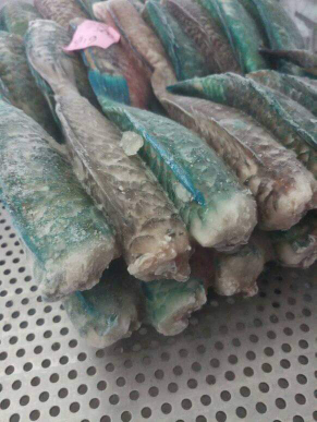 Ikan Kakatua Frozen