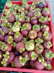 pisang barangan, manggis , alpukat,jeruk manis