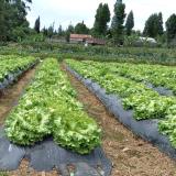 letuce head