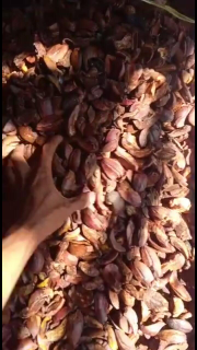 buah tengkawang