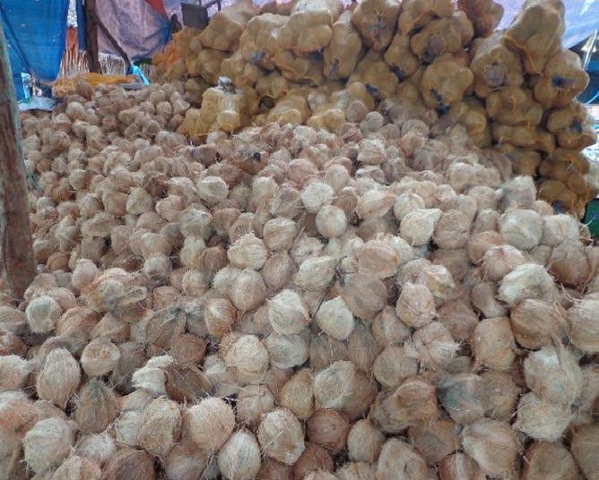 Buah Kelapa Tua