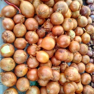 bawang bombay kiloan