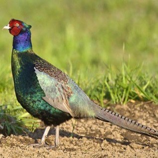 Jual  Ayam Green Ringneck Pheasant  Dewasa
