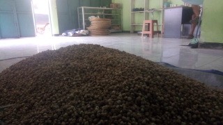 kapolaga Lokal kering