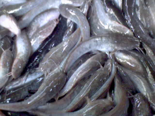 Lele Mutiara