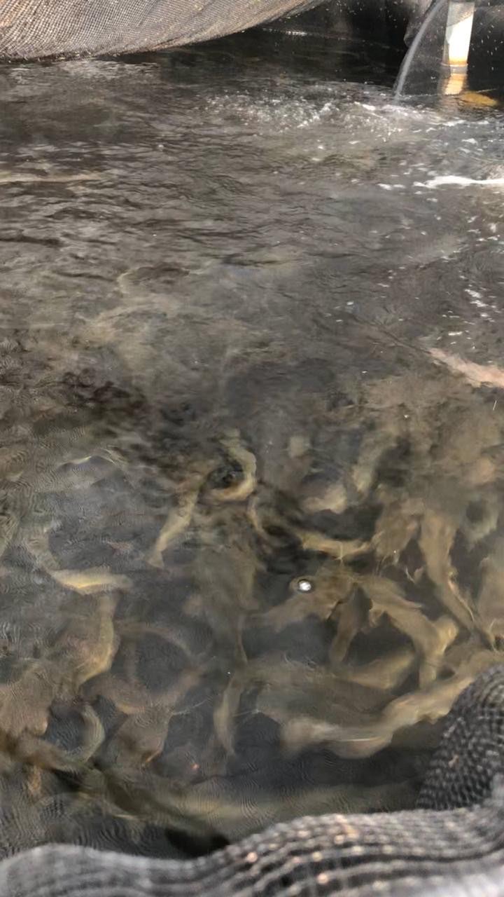 Ikan Lele Sangkal
