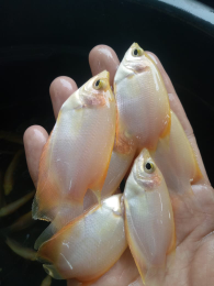 jikan gurame padang