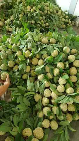 Buah srikaya super