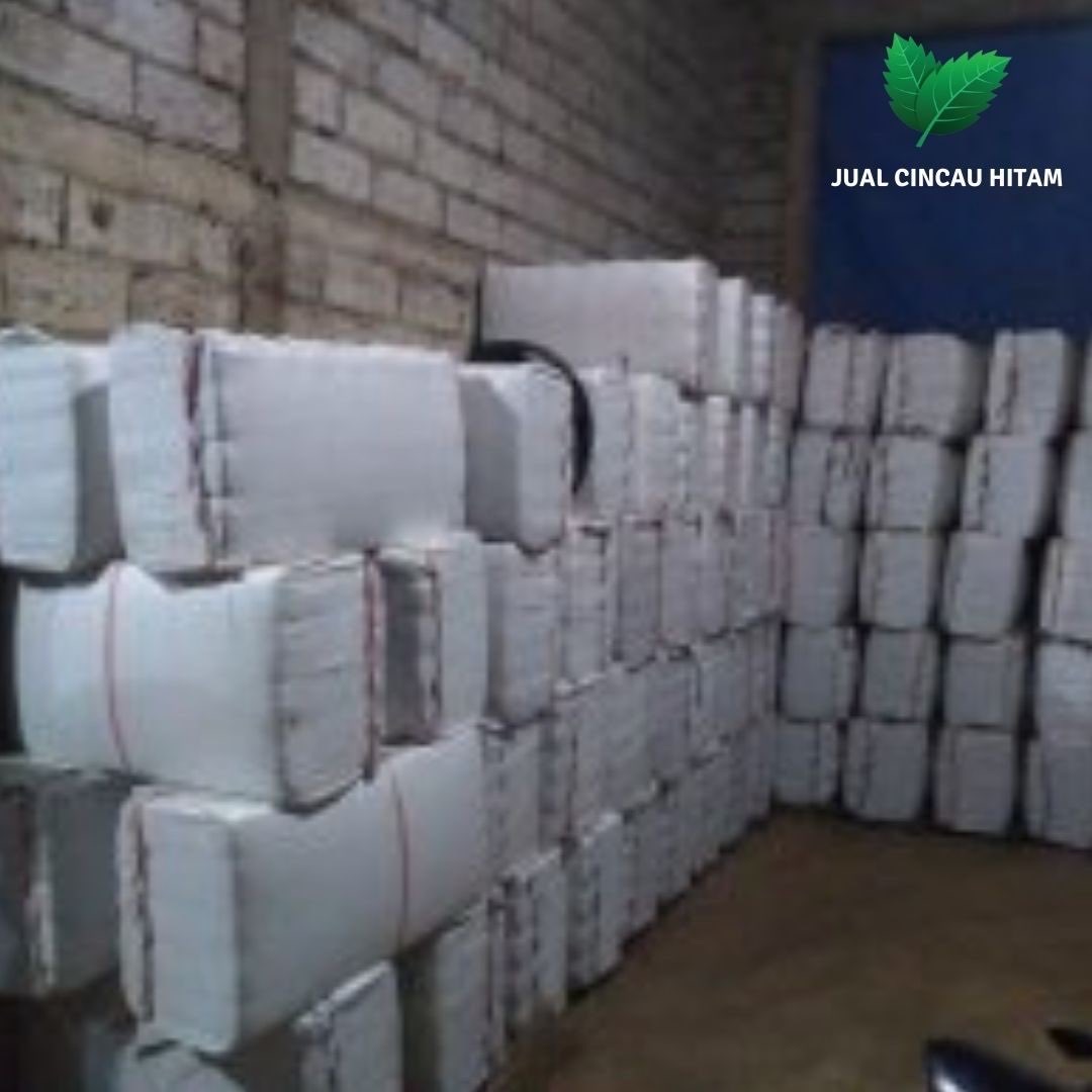 Supplier Cincau Hitam Di Aceh Tamiang Dari Pegunungan Pacitan Jatim