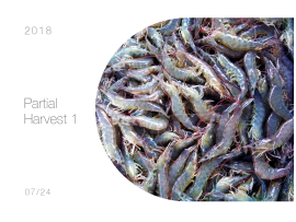 Udang Vaname Segar Langsung dari Tambak