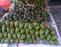 pokat murah