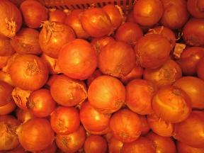 jual bawang bombay