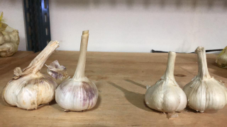 BAWANG PUTIH KATING