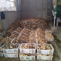 Jual Ubi Madu Cilembu