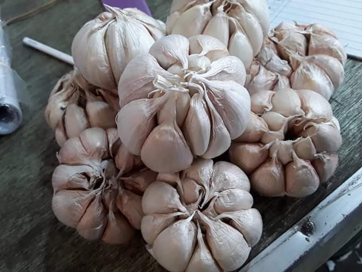 Bawang Putih Sinco