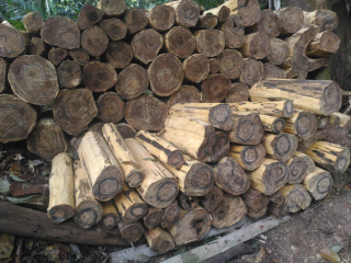 gaharu buaya