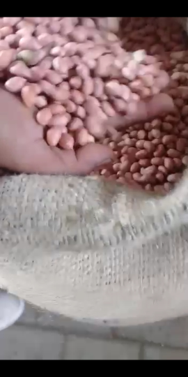 kacang india 5060 TJ