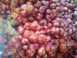 bawang merah probolinggo